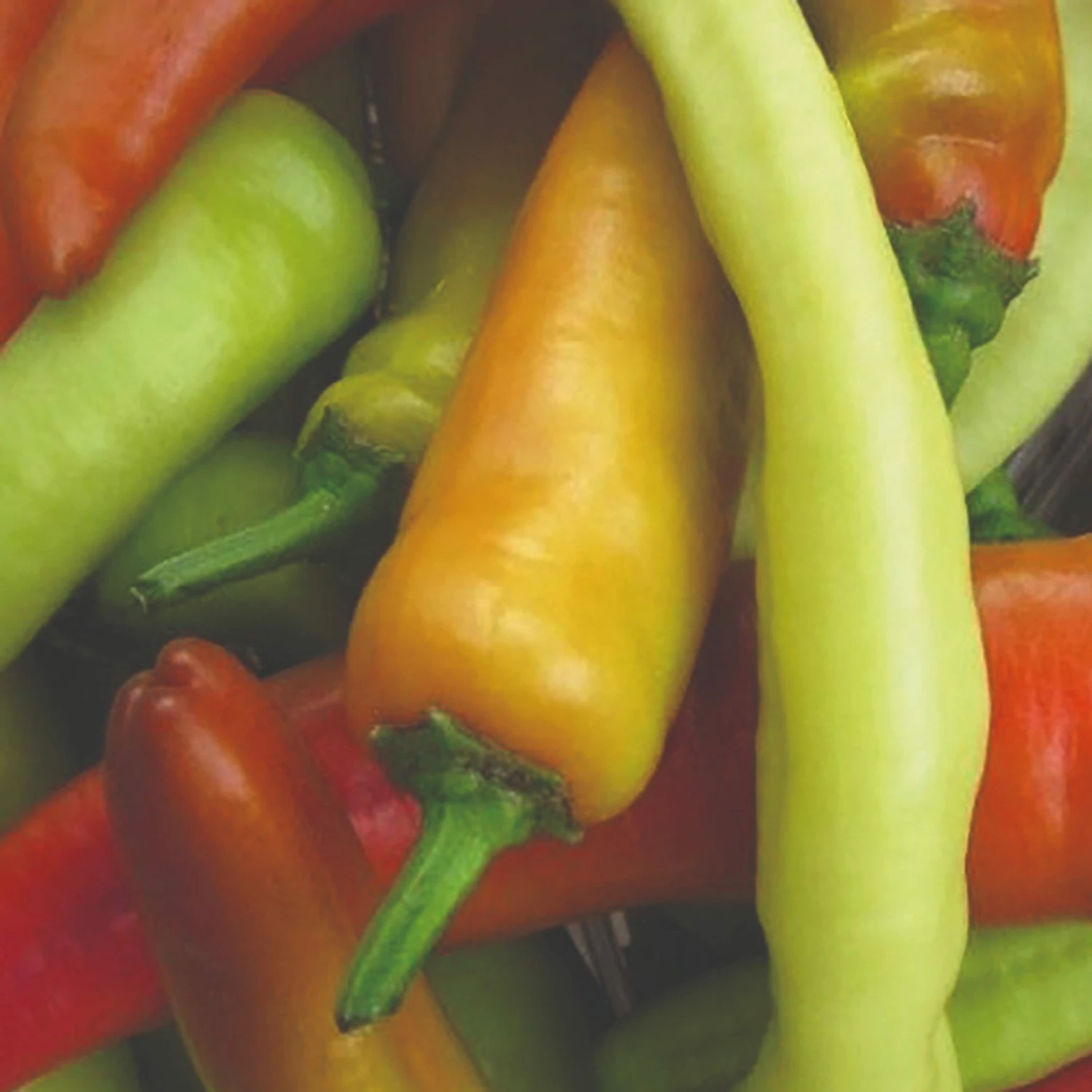 Roots Plants 3 Organic 'Hungarian Hot Wax' Chilli Plants Chillies & Sweet Peppers 3 Roots Plants 3 Organic 'Hungarian Hot Wax' Chilli Plants Chillies & Sweet Peppers