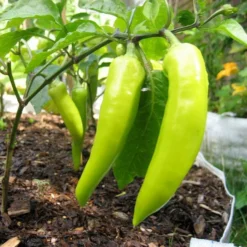 Roots Plants 3 Organic 'Hungarian Hot Wax' Chilli Plants Chillies & Sweet Peppers