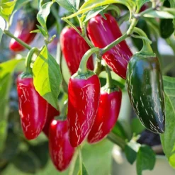 Roots Plants 6 Best Pepper Plants Collection | Growers Choice Chillies & Sweet Peppers 9 Roots Plants 6 Best Pepper Plants Collection | Growers Choice Chillies & Sweet Peppers