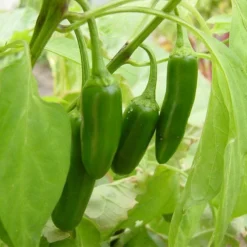 Roots Plants 6 Best Pepper Plants Collection | Growers Choice Chillies & Sweet Peppers