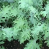Roots Plants 10 Organic 'Red Russian' Kale Plants
