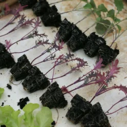 Roots Plants 10 Organic 'Red Russian' Kale Plants