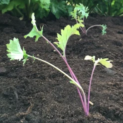 Roots Plants 10 Organic 'Red Russian' Kale Plants