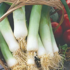 Roots Plants 20 Organic 'Musselborough' Leek Plants All Vegetable Plants