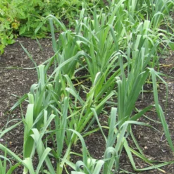 Roots Plants 20 Organic 'Musselborough' Leek Plants All Vegetable Plants