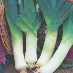 Roots Plants 20 Organic Giant Winter Leek Plants All Vegetable Plants
