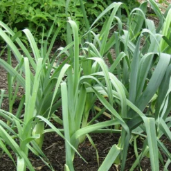 Roots Plants 20 Organic Giant Winter Leek Plants All Vegetable Plants