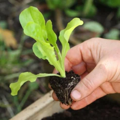 Roots Plants 10 Organic 'Buttercrunch' Lettuce Plants