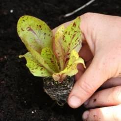 Roots Plants 10 Organic 'Freckles' Lettuce Plants