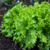 Roots Plants 10 Organic 'Green Salad Bowl' Lettuce Plants 2 Roots Plants 10 Organic 'Green Salad Bowl' Lettuce Plants