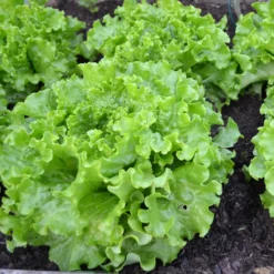 Roots Plants 55 Quick Growing Salad Plants For Pots 12 Roots Plants 55 Quick Growing Salad Plants For Pots