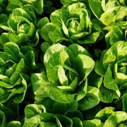 Roots Plants 10 Organic 'Little Gem' Lettuce Plants