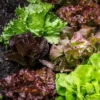 Roots Plants 10 Organic 'Red Salad Bowl' Lettuce Plants