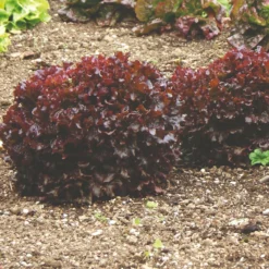 Roots Plants 10 Organic 'Red Salad Bowl' Lettuce Plants