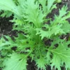 Roots Plants 10 Organic Green Mizuna Plants