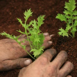 Roots Plants 10 Organic Green Mizuna Plants