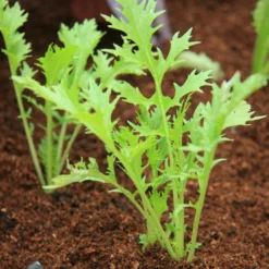 Roots Plants 10 Organic Green Mizuna Plants 7 Roots Plants 10 Organic Green Mizuna Plants