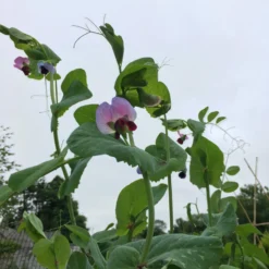 Roots Plants 10 Organic 'Carouby De Mausasane' Mangetout Pea Plants 12 Roots Plants 10 Organic 'Carouby De Mausasane' Mangetout Pea Plants