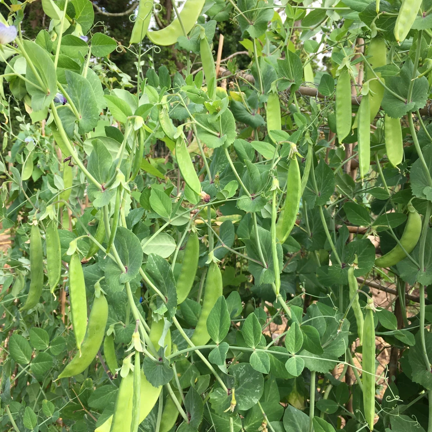 Roots Plants 10 Organic 'Carouby De Mausasane' Mangetout Pea Plants 8 Roots Plants 10 Organic 'Carouby De Mausasane' Mangetout Pea Plants