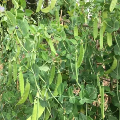 Roots Plants 63 Organic Stir Fry Vegetable Plants All Vegetable Plants 12 Roots Plants 63 Organic Stir Fry Vegetable Plants All Vegetable Plants