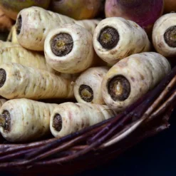 Roots Plants 10 Organic 'Countess' Parsnip Plants All Vegetable Plants