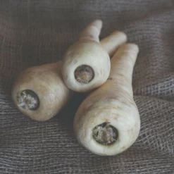 Roots Plants 10 Organic 'Countess' Parsnip Plants All Vegetable Plants