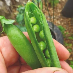Roots Plants Peas & Beans 10 Organic 'Kelvedon Wonder' Pea Plants