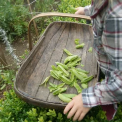 Roots Plants Peas & Beans 10 Organic 'Kelvedon Wonder' Pea Plants