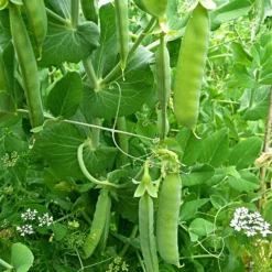 Roots Plants Peas & Beans 10 Organic 'Kelvedon Wonder' Pea Plants