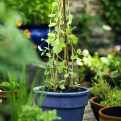 Roots Plants Peas & Beans 10 Organic 'Kelvedon Wonder' Pea Plants