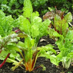 Roots Plants 10 Organic Rainbow Chard Plants