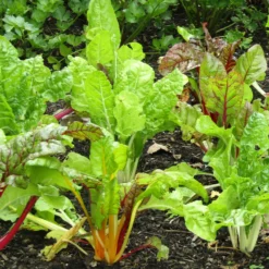 Roots Plants 58 Colourful Vegetable Plants | Eat The Rainbow All Vegetable Plants