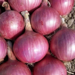 Roots Plants 20 Organic 'Red Baron' Red Onion Plants
