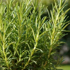 Roots Plants All Vegetable Plants 12 Organic Indoor Herb Plants 12 Roots Plants All Vegetable Plants 12 Organic Indoor Herb Plants