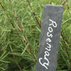 Roots Plants 3 Organic Rosemary Plants 8 Roots Plants 3 Organic Rosemary Plants