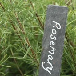 Roots Plants 12 Organic Botanicals Herb Plants For Gin