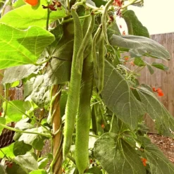 Roots Plants Peas & Beans 10 Organic 'Enorma' Runner Bean Plants 15 Roots Plants Peas & Beans 10 Organic 'Enorma' Runner Bean Plants