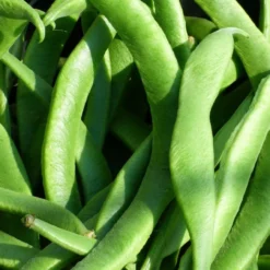 Roots Plants Peas & Beans 10 Organic 'Enorma' Runner Bean Plants