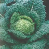 Roots Plants 10 Organic 'Vertus' Savoy Cabbage Plants