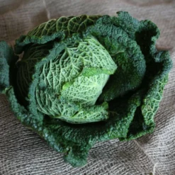 Roots Plants 10 Organic 'Vertus' Savoy Cabbage Plants