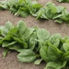 Roots Plants Brassicas & Leafy Greens 10 Organic 'Perpetual' Spinach Plants