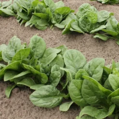 Roots Plants Brassicas & Leafy Greens 10 Organic 'Perpetual' Spinach Plants