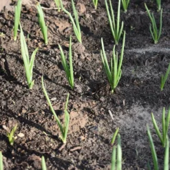 Roots Plants 20 Organic 'White Lisbon' Spring Onion Plants