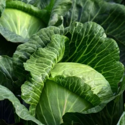 Roots Plants 10 Organic Spring Green Cabbage Plants Brassicas & Leafy Greens