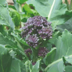 Roots Plants 10 Organic Purple Sprouting Broccoli Plants