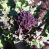 Roots Plants 10 Organic Purple Sprouting Broccoli Plants