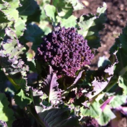 Roots Plants 10 Organic Purple Sprouting Broccoli Plants