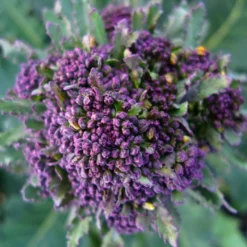 Roots Plants Brassicas & Leafy Greens 20 Best Broccoli Plants Collection | Growers Choice