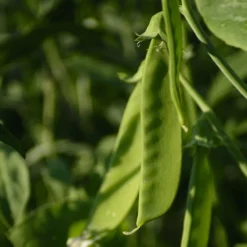 Roots Plants All Vegetable Plants Organic Gourmet Beans & Peas Collection 60 Plants