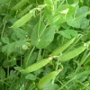 Roots Plants 10 Organic Sugar Snap Pea Plants Peas & Beans
